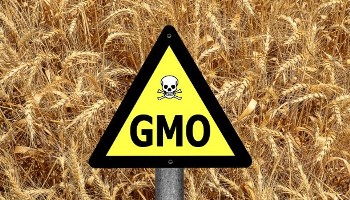 Do you Know your GMOs?